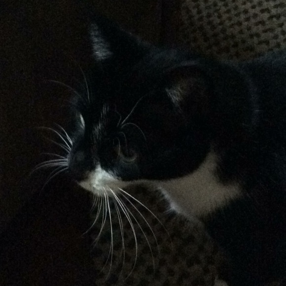nipsycat